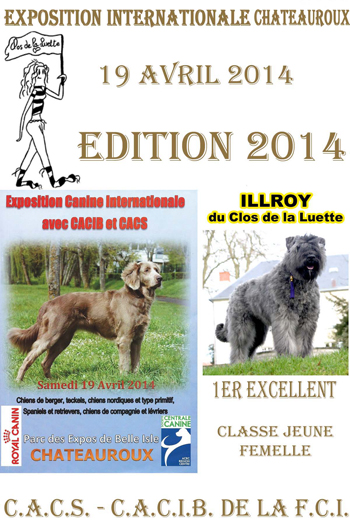 ILLROY du Clos de la Luette © Elevage de Bouvier des Flandres du Clos de la Luette Copyright